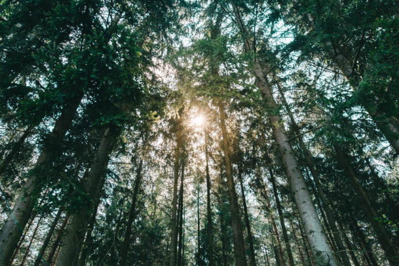 Sunshine Forest Trees